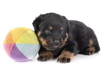 yavru rottweiler Studio