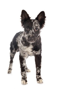 Stüdyoda yavru köpek.