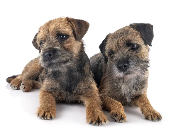 Border terriers in studio — Stock Photo, Image