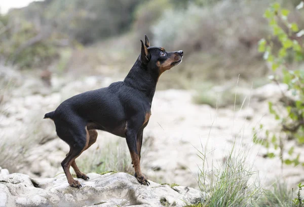 Miniaturowy pinscher w naturze — Zdjęcie stockowe