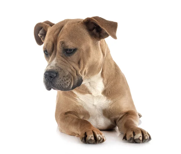 Staffordshire bull terrier — Stock Photo, Image