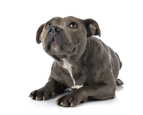 Staffordshire Bullterrier — Stockfoto