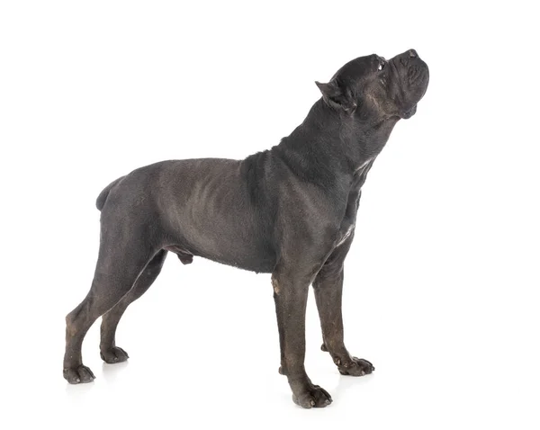 Cane corso in studio — Stock Photo, Image