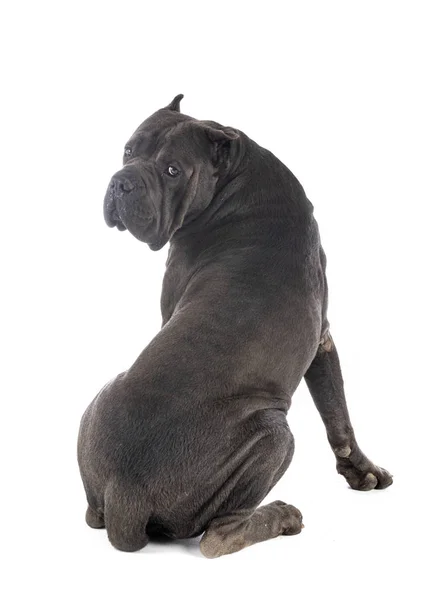 Cane corso a stúdióban — Stock Fotó