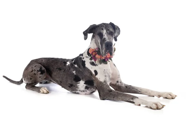 Vrouwelijke Great Dane — Stockfoto