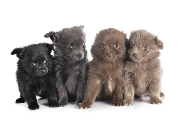 Valpar Pomeranian i studion — Stockfoto