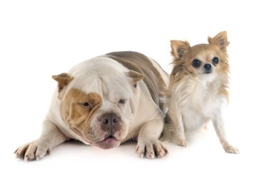 Amerikan zorba ve chihuahua