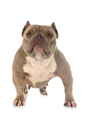 Studio Amerikan kabadayı