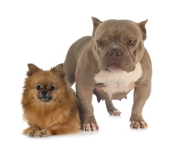 amerikan kabadayı ve spitz