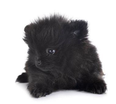 köpek yavrusu pomeranian Studio