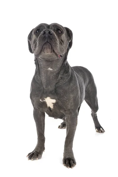 Cane corso в студии — стоковое фото