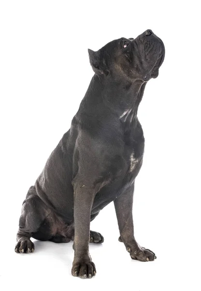 Cane corso в студии — стоковое фото