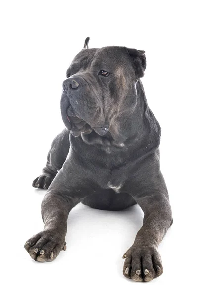 Cane corso a stúdióban — Stock Fotó