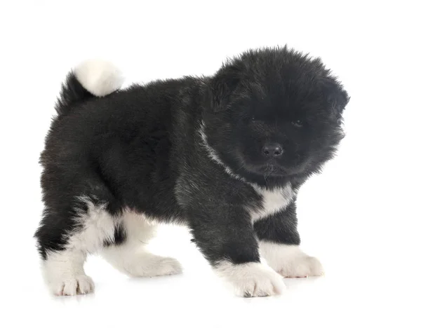 Cachorro americano akita — Foto de Stock