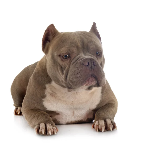 American bully di studio — Stok Foto