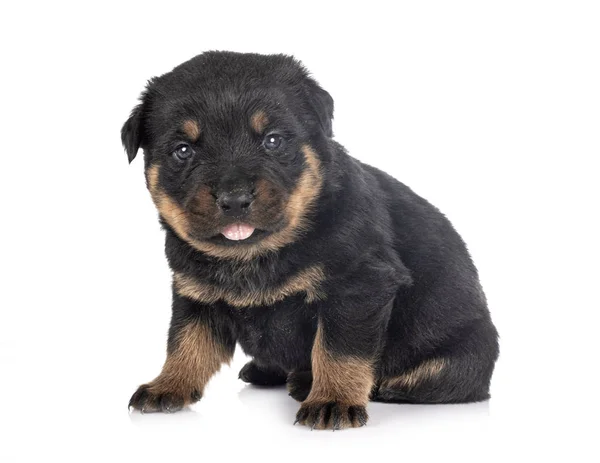 Puppy rottweiler in studio — Stock Photo, Image