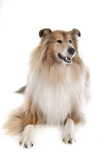 Ruwe Collie in de studio — Stockfoto