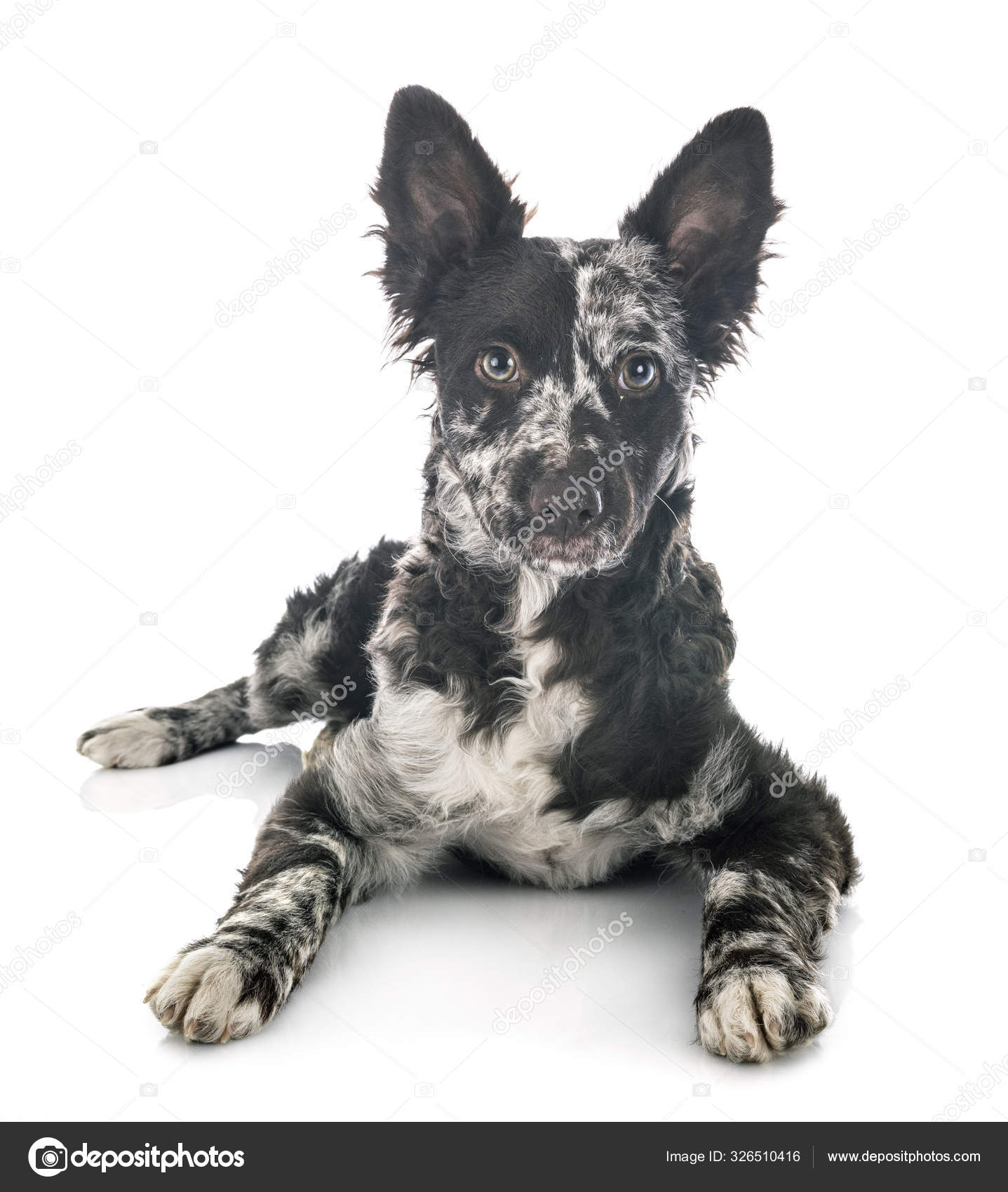 스튜디오에 있는 강아지 무디 — 스톡 사진 © cynoclub #326510416, image size:1437x1700
