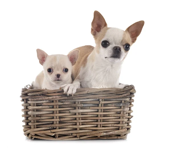 Chihuahuas a stúdió — Stock Fotó