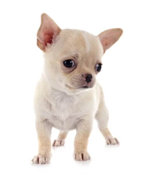 Chihuahua i studio — Stockfoto