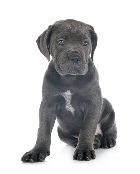 Yavru cane corso — Stok fotoğraf