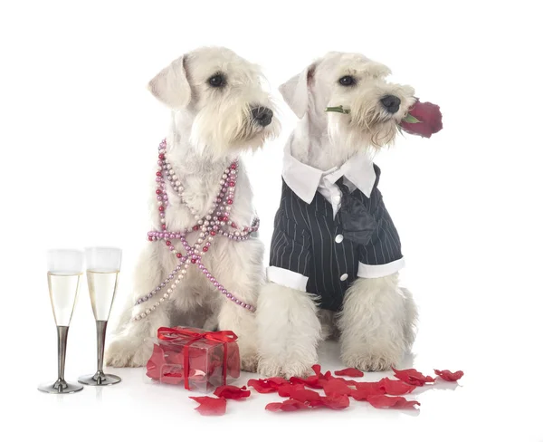 Perros y día de San Valentín — Foto de Stock