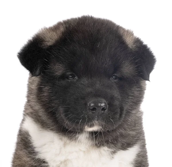 Amerikan akita köpek yavrusu — Stok fotoğraf