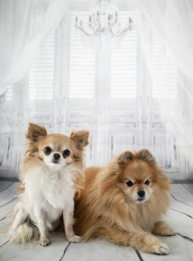 Chihuahua ve spitz