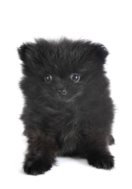 köpek yavrusu pomeranian Studio