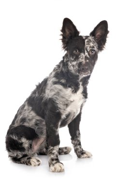 Stüdyoda yavru köpek.