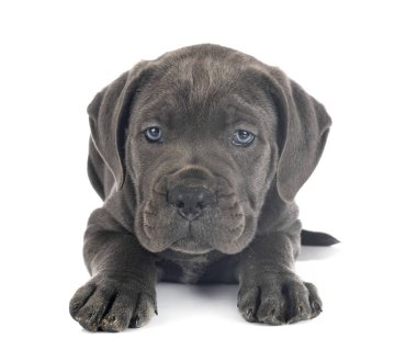 yavru cane corso