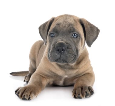 yavru cane corso