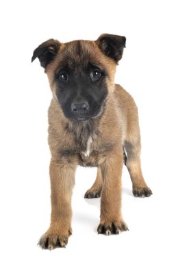 köpek yavrusu malinois Studio
