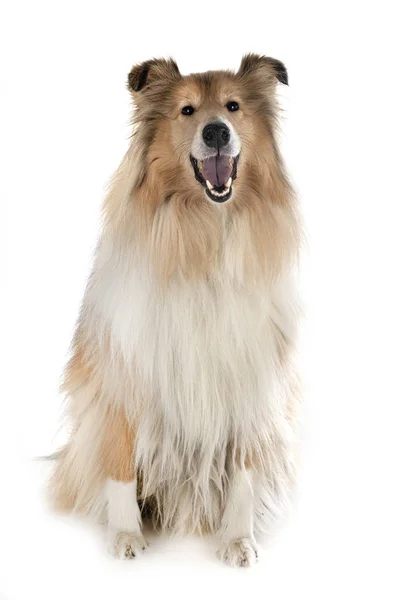 Rough Collie in studio — Stock Photo, Image