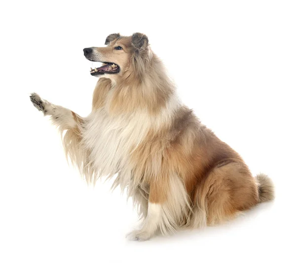 Ruvido collie in studio — Foto Stock