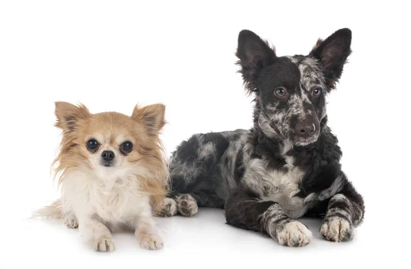 Puppy mudi and chihuahua — Stock Photo, Image
