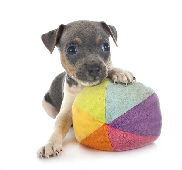 Cachorrinho brasileiro terrier no estúdio — Fotografia de Stock