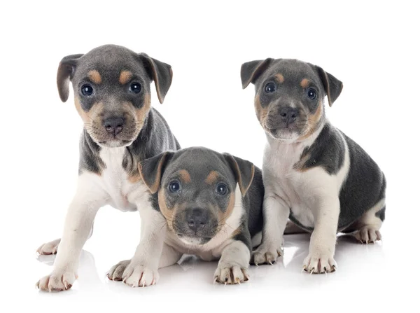 Welpen Brasilianischer Terrier im Studio — Stockfoto