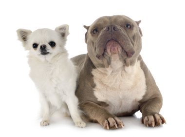 Amerikan zorba ve chihuahua