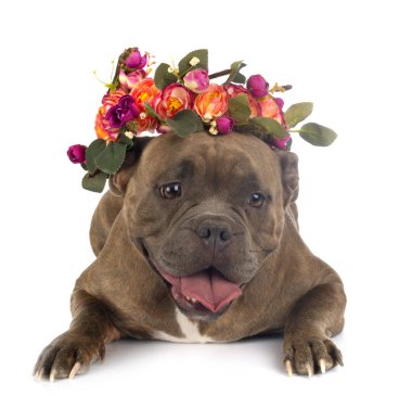 Studio Amerikan kabadayı