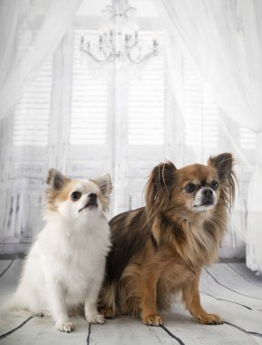 Chihuahuas Studio