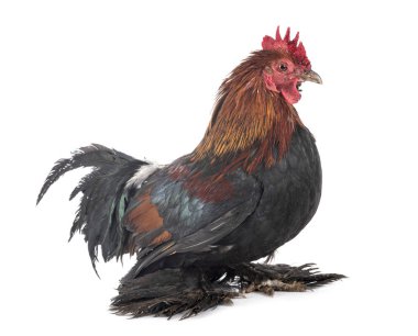 Studio önyüklenen ufak tefek