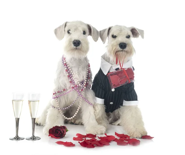 Dogs and valentine day — Stock Photo, Image