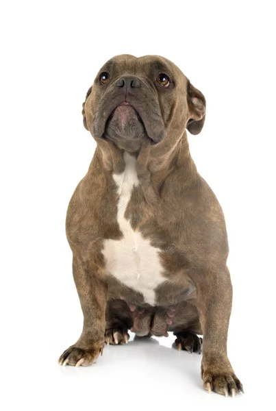 American bully in studio — Stock Photo, Image