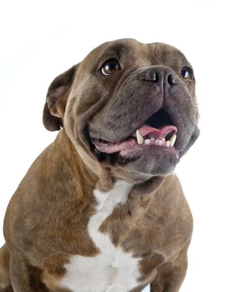 Strong American Bully Dog On Park Stock Photo 2303473261