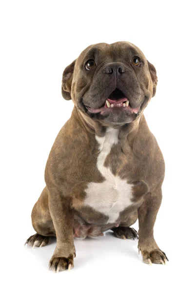 American bully di studio — Stok Foto