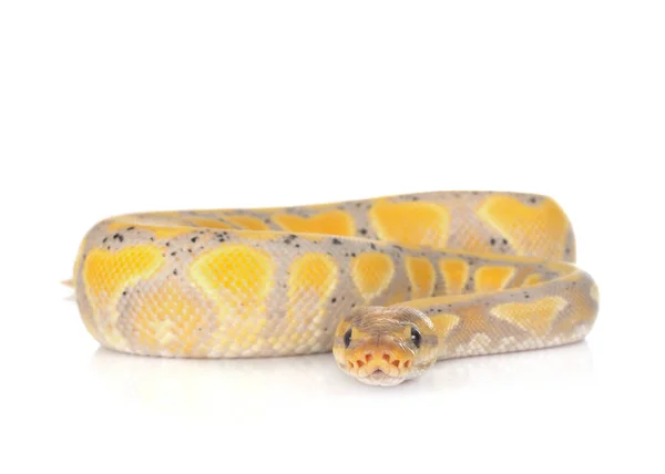 Bola python em estúdio — Fotografia de Stock
