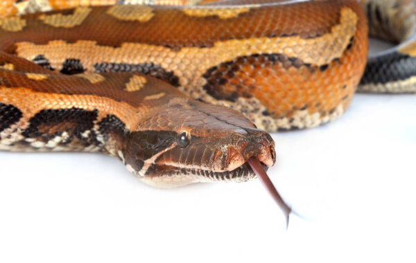 Python brongersmai в студии
