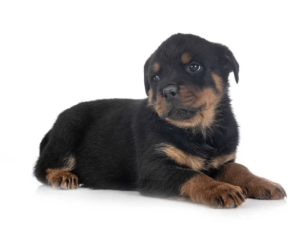 Puppy rottweiler in studio — Stock Photo, Image