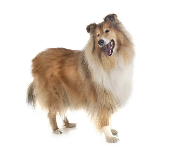 Rough Collie in studio — Stock Photo, Image